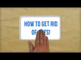 Check spelling or type a new query. How To Get Rid Of Tiny Black Ants In The House Instructables