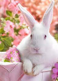happy easter easter wallpaper easter bunny happy easter