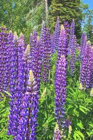 Maybe you would like to learn more about one of these? 25 Gorgeous Purple Perennial Flowers That Will Bloom Forever