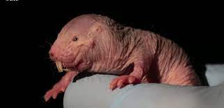 We did not find results for: Le Secret Antidouleur Des Rats Taupes Nus Le Blob L Extra Media