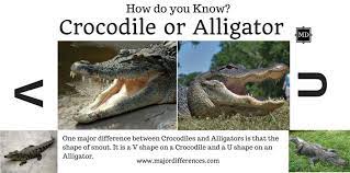 10 Differences Between Crocodile And Alligator Crocodile Vs Alligator Crocodile Alligator Crocodiles