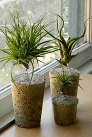 Bird Of Paradise Home Depot Canada 7 Unique Homemade Terrarium Ideas For Your Spring Decor Air Plants Decor Plants Air Plants