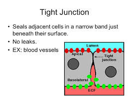 There are hundreds of cell types in a developed organism, which are specific to their location and function. Cell Junctions Anchoring Types Of Cell Junctions In Plants Plasmodesmata In Animals Ecm Extra Cellular Matrix Tight Junctions Anchoring Junctions Ppt Download