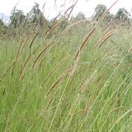 Image result for Setaria longiseta