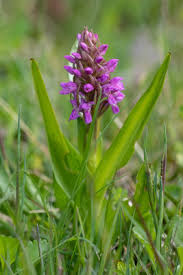 Image result for Cynorkis kassneriana