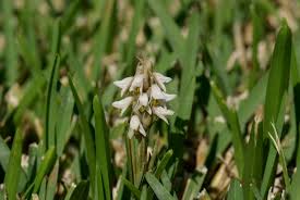 Image result for Zeuxine