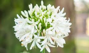 Department of agriculture zones seven through 11. Agapanthus Tips For Planting And Care Of The Lily Of The Nile