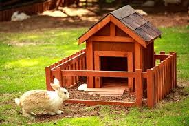 Son adecuadas para conejos enanos elige una casa o una buena cama para asegurar un nido acogedor y cómodo para su pequeña mascota. Consejos A La Hora De Tener Un Conejo En Casa My Animals
