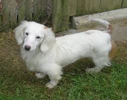 Dachshund White Dachshund Dog Dachshund Breed Dachshund Love
