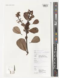 Image result for Manilkara obovata