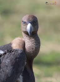 The most common of the nine vulture species, the white rumped vulture has seen a population decline of over 99% since the early 1990s. White Rumped Vulture Gyps I Love Birdwatching Facebook
