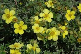 The flowers on the red, yellow and mexican bird of paradise bushes are thriving in the sweltering heat. Gold Star Potentilla Potentilla Fruticosa Gold Star At Bachman S Landscaping Small Evergreen Shrubs Evergreen Shrubs Plant Species