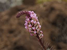 Image result for Hebenstretia