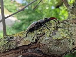 Image result for Albizia schimperiana