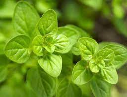 How To Grow And Care For Oregano Oregano Plant Oregano Oil Growing Oregano