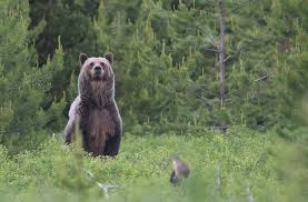 Grizzlies would not be deterred. Could Colorado See The Return Of Grizzlies Wolves And Wild Bison Here S How Montanans Coexist With Them