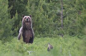 Haste inside a burning house, this staring back at me. Could Colorado See The Return Of Grizzlies Wolves And Wild Bison Here S How Montanans Coexist With Them