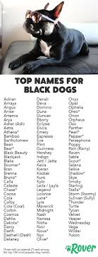 Small breeds like chihuahuas, papillons, dachshunds, pugs, and yorkies, plus all of their many mixed iterations, run the gamut in terms of personality and attitude—and they look awfully cute while doing it. The 105 Best Black Dog Names For 2019 Black Dog Names Cute Names For Dogs Dog Names