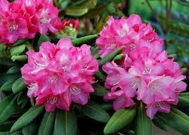 Im Mai Sind Rhododendren In Den Garten Die Absoluten Blutenstars Rhododendron Plants Landscaping Plants
