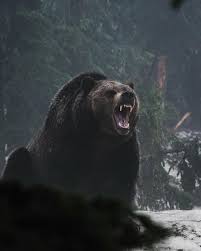 The Cumbersome Bear Is Also A Very Open Animal Page 40 Of 56 Sciliy Dangerous Animals Animals Wild Roaring Bear