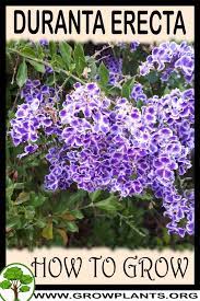 Duranta 'sweet memories' is a hybrid or selection of duranta erecta, not d. Duranta Erecta How To Grow Care