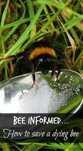 It's most probably just ran out of energy and a little. Revive Tired Bees With Sugar And Water Bee Keeping Bee Bee Garden