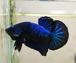 Ikan cupang merupakan ikan petarung yang sangat populer karena keagresivitasnya. Shopee Indonesia Jual Beli Di Ponsel Dan Online