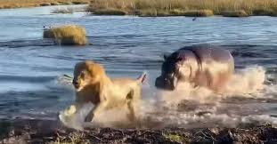 Watch: Lion's explosive clash with hippo proves who rules the waterways |  Animal Behaviour | Earth Touch News