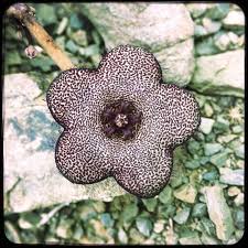 Image result for Tridentea