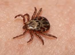 It may also be a prime location for fleas and ticks. Ticks How To Get Rid Of Ticks In Yard Raid Bug Basics