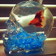 Pin By Lauren Murrell On Projects Liquor Bottle Crafts Crystal Head Vodka Skull Vodka Bottle