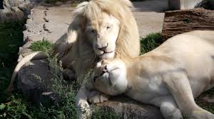 Lion Images Barbara S Hd Wallpapers
