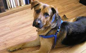 We did not find results for: German Shepherd Lab Mix A Complete Guide To The Sheprador