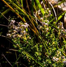 Image result for Helixanthera woodii