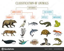 fish snake crocodile whale classification of animals