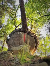 Acasă etichete regia națională a pădurilor. Un Pin A ReuÈ™it SÄƒ Sfarme O StancÄƒ De Cateva Tone Galerie Foto Europa Fm