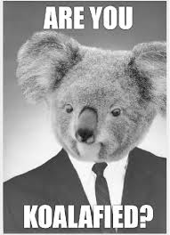 Koalified Funny Koala Koala Meme Funny Jobs