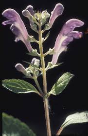 Image result for Scutellaria schweinfurthii