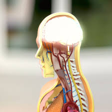 Fibromyalgie Erkennen Und Behandeln Ndr De Ratgeber Gesundheit