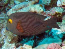 Image result for Oxyanthus strigosus