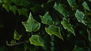 Is hutan tanaman rakyata new paradigm in community based tree planting in indonesia? Mengenal Tanaman English Ivy Seperti Apa Sih