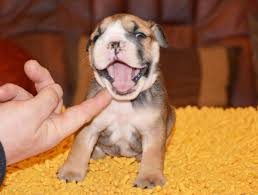 Today, the english bulldog is friendly, gentle and adoring. How Much Exercise Does An English Bulldog Need Optimistic Mommy