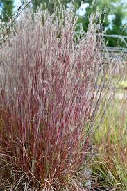 Image result for Stolzia compacta