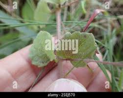 Image result for Diclis reptans