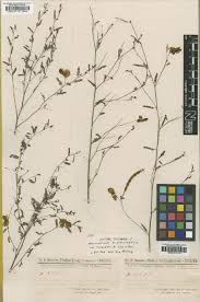 Image result for Aeschynomene leptophylla