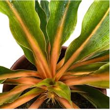 Image result for Chlorophytum Amaniense