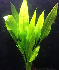 When they are still out of the water and exposed to air, they tend to prefer growth in slightly many cold water plants can be grown in warm and cold climates. 11 Best Easiest Freshwater Aquarium Plants For Beginners 2021