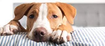 Blaasontsteking Bij Honden Tipaw
