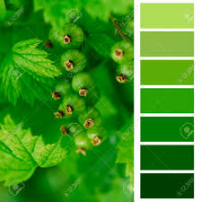 unripe currant color chart palette swatches