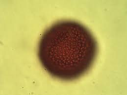 Image result for Croton megalobotrys